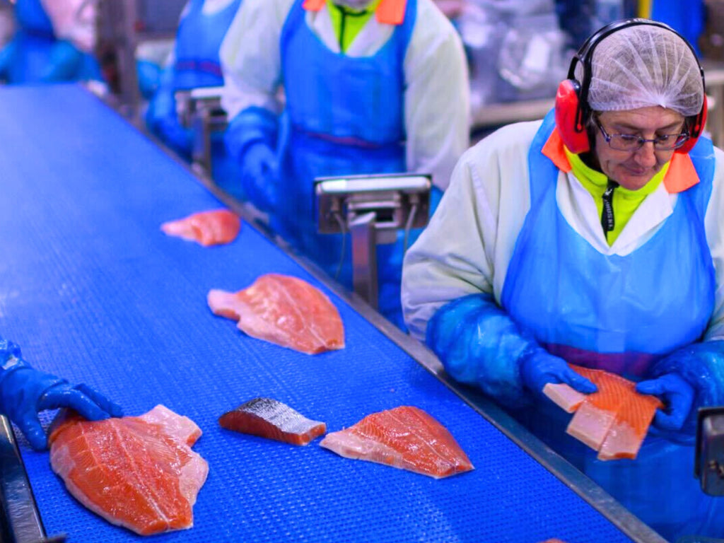 Tasmanian Ocean Trout