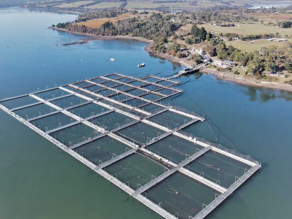 Tasmanian Ocean Trout