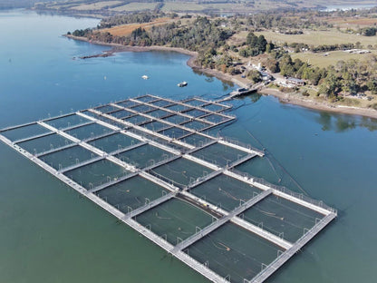 Tasmanian Ocean Trout