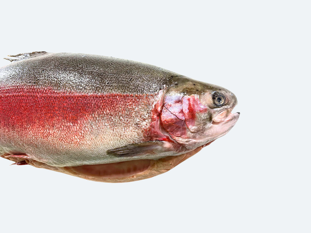 Tasmanian Ocean Trout