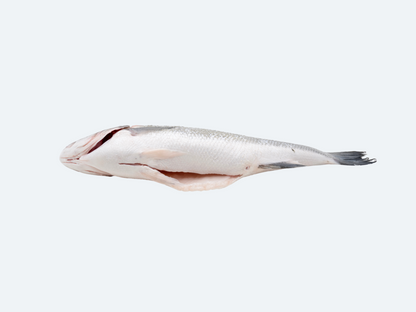 Bronzino (Whole Fish)