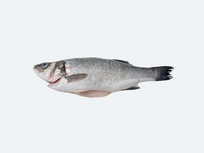 Bronzino (Whole Fish)