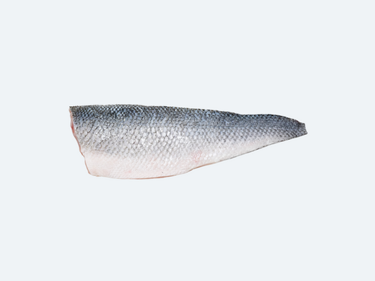 Frozen Bronzino