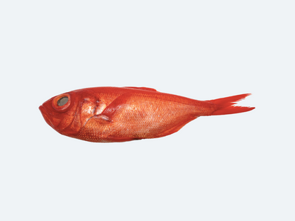 Kinmedai (Alfonsino)