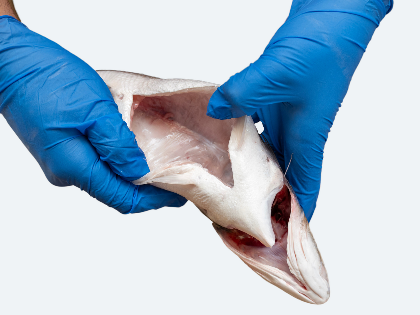 Bronzino (Whole Fish)