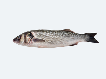Bronzino (Whole Fish)