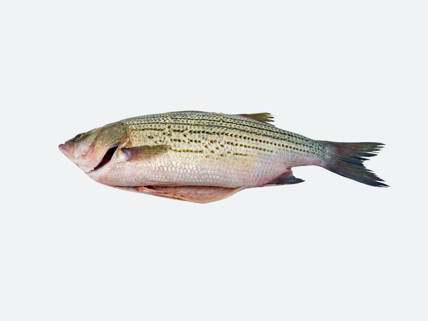 Striped Bass (Whole Fish)