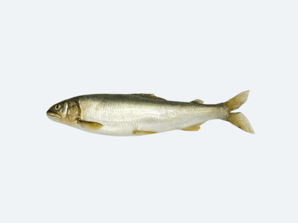 Ayu (Sweetfish, Fresh)