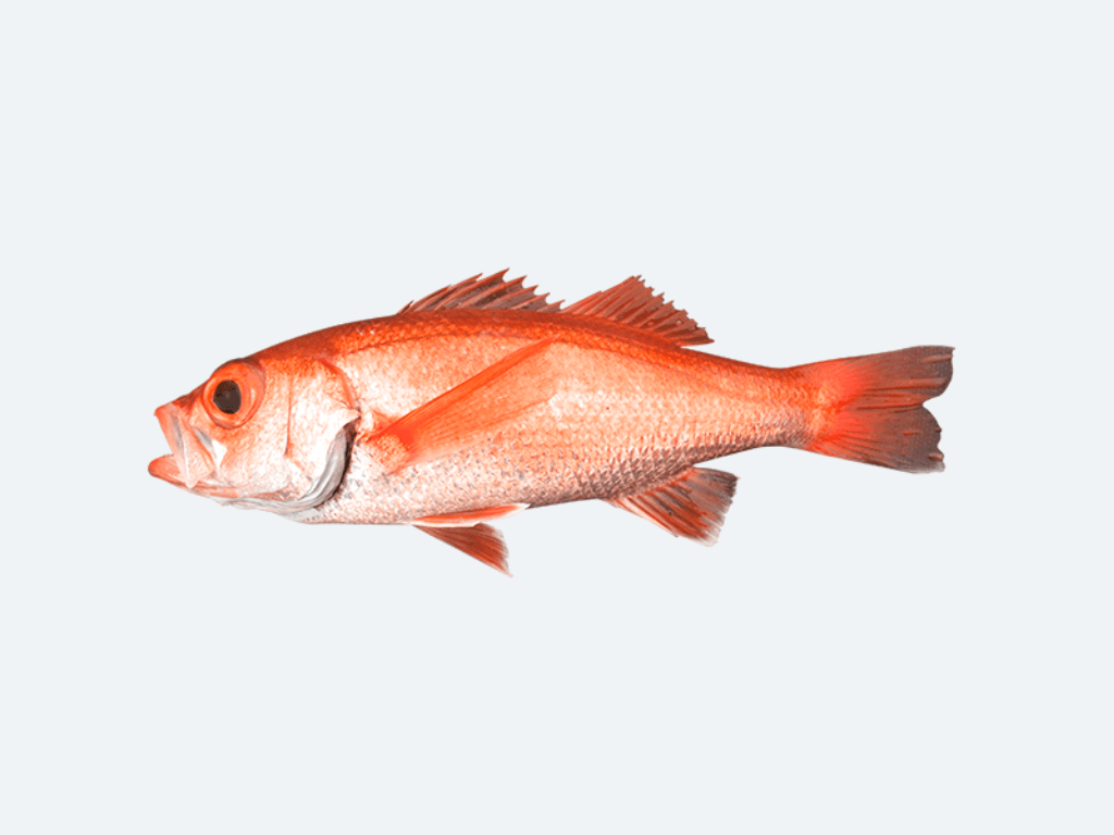 Nodoguro (Blackthroat Sea Perch, Fresh) – Yama Seafood