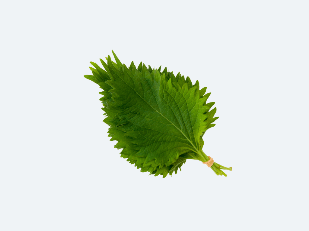 Oba (Shiso Leaf)