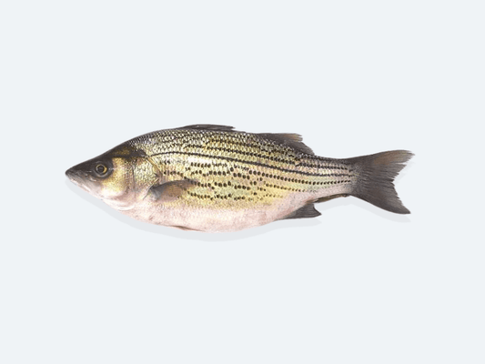 Striped Bass (Whole Fish)